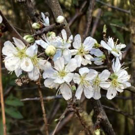 Blackthorn