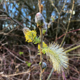 Grey Willow