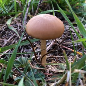 Dung Roundhead