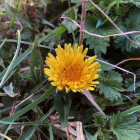 Common Dandelion