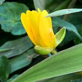 Fig Buttercup