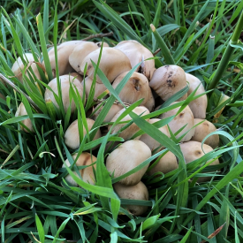 Clustered Bitterstem