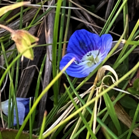 Bird's-eye Speedwell