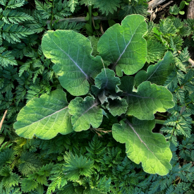 Kale
