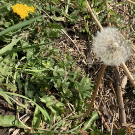 Common Dandelion