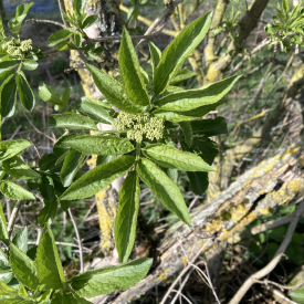 Elderberry