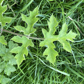 Hogweed