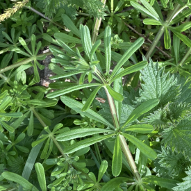 Cleavers