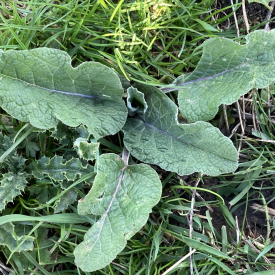 Common Burdock