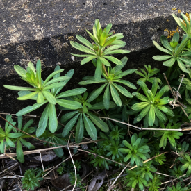 Sweet Woodruff