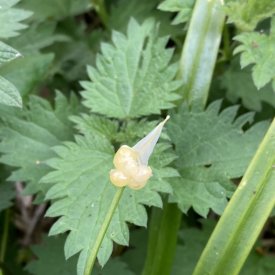 Allium paradoxum