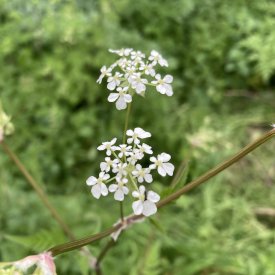 Anthriscus sylvestris