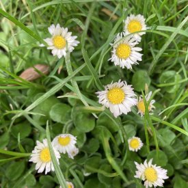Bellis perennis