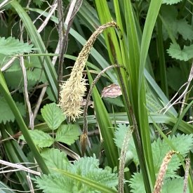 Carex Pendula
