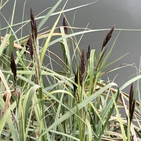 Carex riparia