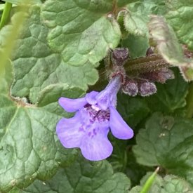 Glechoma hederacea
