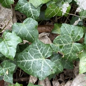 Hedera helix