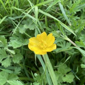 Meadow buttercup