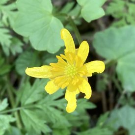 Ranunculus fascicularis