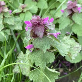 Red deadnettle