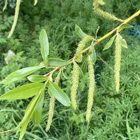 Salix alba