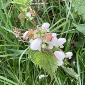 White deadnettle