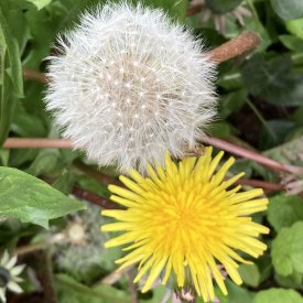 Common
                  Dandelion