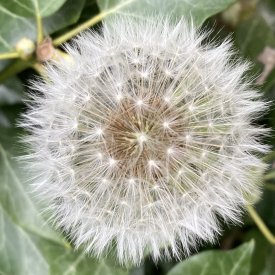 Common Dandelion