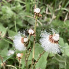 Common
                  Dandelion