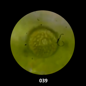 039