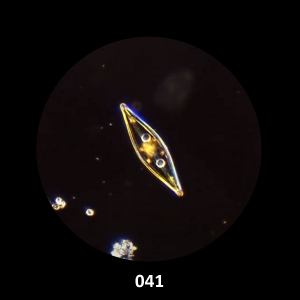 041