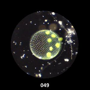 049
