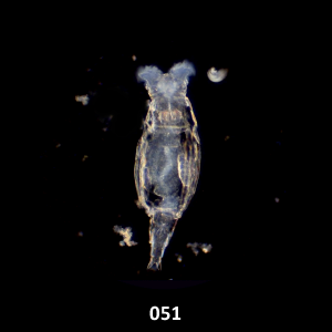 051