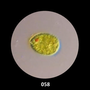 058