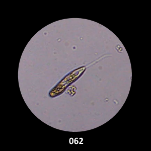 062