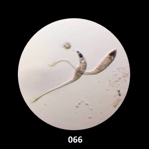 066