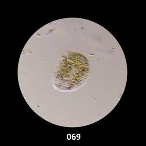 069