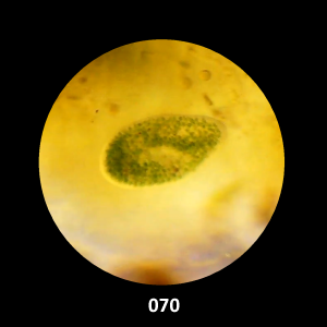 070