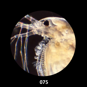 075