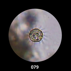 079