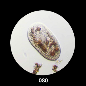 080