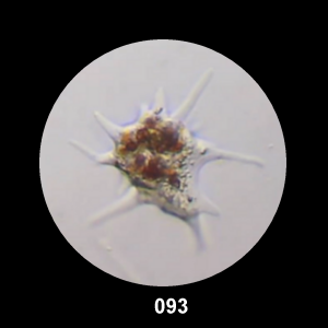 093