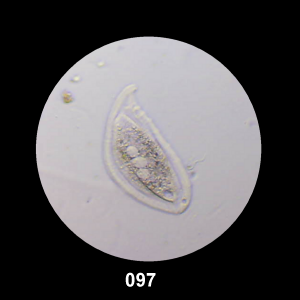 097